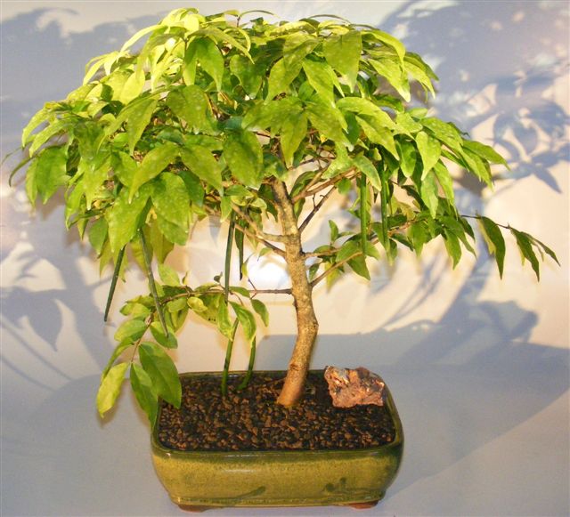 unknown Flowering Water Jasmine Bonsai Tree - Extra Large<br><i>(wrightia religiosa)</i>