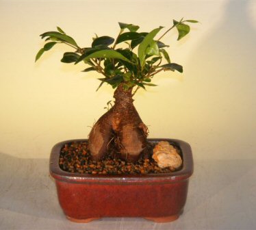 unknown Ginseng Ficus Bonsai Tree - Small<br><i>(Ficus Retusa)</i>