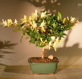 unknown Flowering Japanese Honeysuckle Bonsai Tree<br><i>(lonicera japonica 'halliana')</i>