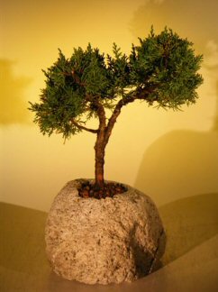 unknown Shimpaku Bonsai Tree In Lava Rock - Large<br><i>(juniper chinensis)</i>