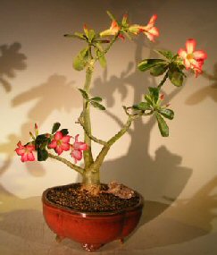 unknown Flowering Desert Rose Bonsai Tree - Large<br><i>(Adenium Obesum)</i>