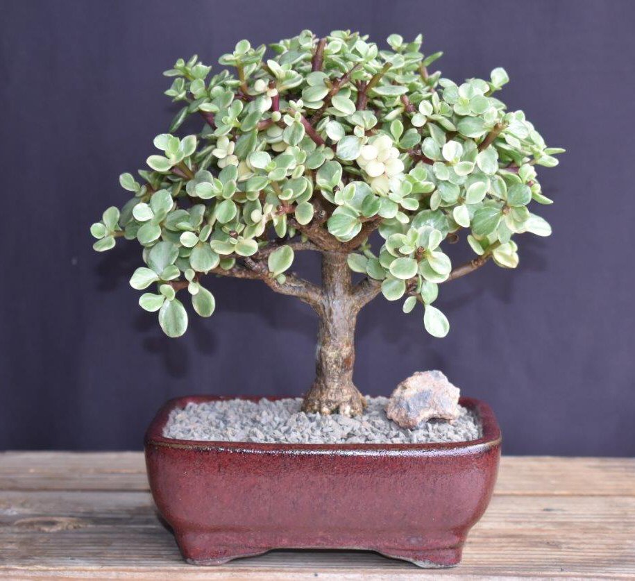 unknown Baby Jade  Bonsai Tree - Large<br>Aged and Variegated<br><i>(portulacaria afra variegata)</i>