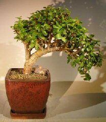 elephant jade plant