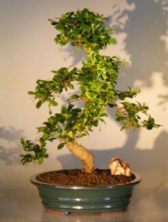 unknown Fukien Tea Flowering Bonsai Tree  - Extra Large<br>Curved Trunk Style<br><i>(ehretia microphylla)</i>