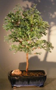 cypress boulevard pisifera bonsai silver bald bonsaiboy catalog