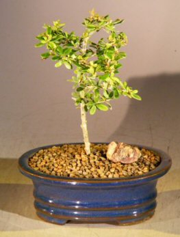 unknown Flowering Tropical Boxwood Bonsai Tree - Small<br><i>(neea buxifolia)</i>