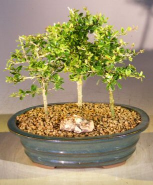 unknown Flowering Tropical Boxwood Bonsai Tree<br>3 Tree Forest Group<br><i>(neea buxifolia)</i>