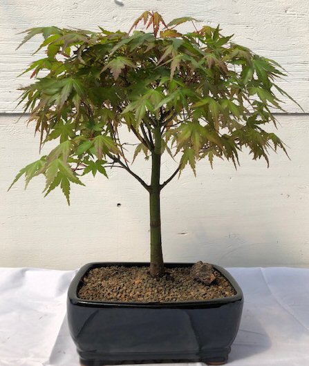 unknown Japanese Green Maple Bonsai Tree - Large<br><i>(acer palmatum)</i>