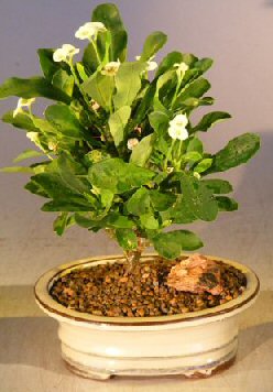 unknown Flowering Crown of Thorns Bonsai Tree - Cream / Yellow<br><i>(euphorbia milii)</i>