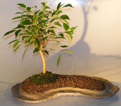 unknown Ficus Oriental Bonsai Tree On Rock Slab<br><i>(ficus 'orientalis')</i>