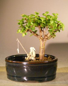 unknown Baby Jade Bonsai Tree<br><i></i>Water/Land Container - Small<br><i>(Portulacaria Afra)</i>