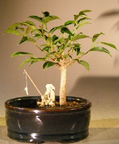 unknown Ficus Oriental Bonsai Tree<br>Water/Land Container - Small<br><i>(ficus 'orientalis') </i>