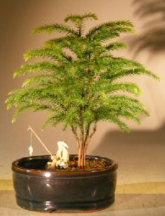 unknown Norfolk Island Pine Bonsai Tree<br>Land/Water Container - Small<br><i>(Araucaria Heterophila)</i>