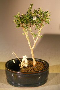 unknown Flowering Mount Fuji Bonsai Tree<br>Water/Land Container - Small<br><i>(serissa foetida) </i>