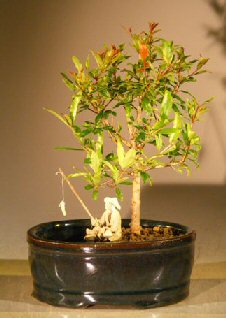 unknown Flowering Dwarf Pomegranate Bonsai Tree<br><i></i>Water/Land Container - Small<br><i>(Punica Granatum)</I>