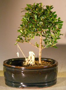 unknown Flowering Brush Cherry Bonsai Tree<br>Water/Land Container - Small<br><i>(eugenia myrtifolia)</i>