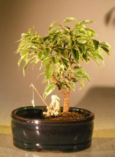 unknown Ficus Bonsai Tree Variegated<br>Water/Land Container - Small<br><i>(ficus benjamina) </i>