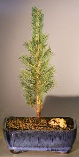 unknown Colorado Blue Spruce Bonsai Tree - Medium<br><i>(picea pungens)</i>