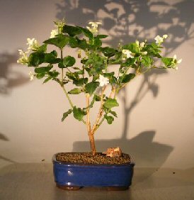 unknown Flowering Arabian Jasmine<br><i>(jasminum sambac)</i>