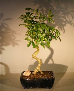 unknown Hawaiian Umbrella Bonsai Tree - Large<br>Coiled Trunk Style<br><i>(Arboricola Schefflera 'Luseanne')</i>