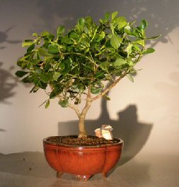 unknown Flowering Tropical Dwarf Apple Bonsai Tree<br>Extra Large<br><i>(clusia rosea 'nana')</i>