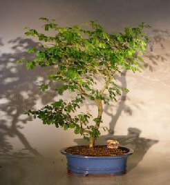 unknown Flowering Brazilian Raintree Bonsai Tree<br>Extra Large<br><i>(pithecellobium tortum)</i>