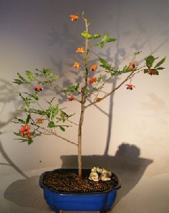 unknown Flowering Mickey Mouse Bonsai Tree<br><i>(ochna serrulata)</i>