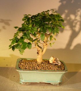unknown Flowering Ligustrum Bonsai Tree<br>Straight Trunk Medium<br><i>(ligustrum lucidum)</i>