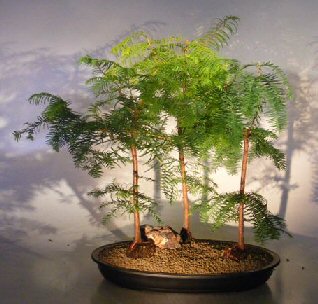 unknown Redwood Bonsai Tree<br>Three(3) Tree Forest Group<br><i>(metasequoia glyptostroboides)</i>