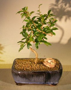 unknown Flowering Fukien Tea Bonsai Tree<br>Coiled Trunk Style<br><i>(ehretia microphylla)</i>