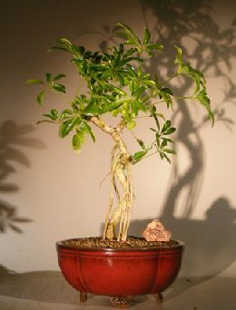 unknown Hawaiian Umbrella Bonsai Tree<br>Coiled Trunk Banyan Style<br><i>(arboricola schefflera 'luseanne')</i>