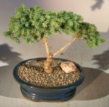 unknown Dwarf Norway Spruce Bonsai Tree<br><i>(picea abies 'pygmaea')</i>