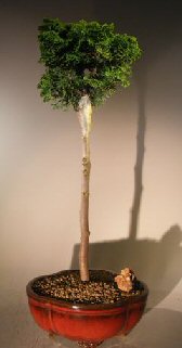 unknown Hinoki Cypress Bonsai Tree<br>Upright Style<br><i>(chamecyparis obtusa 'verdoni')</i>