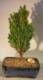 unknown Cryptomeria Bonsai Tree- Medium<br><i></i>(japonica - tansu)