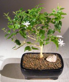 unknown Flowering Downy Jasmine<br>(jasminum 'multiflorum')
