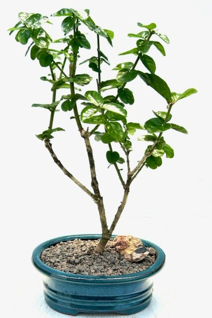 unknown Flowering Grand Duke Jasmine<br>Bonsai Tree<br><i>(Jasminum sambac grand duke)</i>