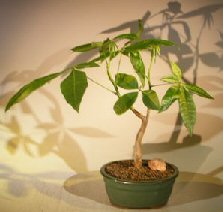 unknown Money Bonsai Tree - 'Good Luck Tree'<br>(pachira aquatica)