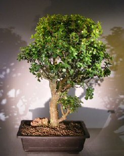 unknown Baby Jade  Bonsai Tree<br><i>(Portulacaria Afra)</i>