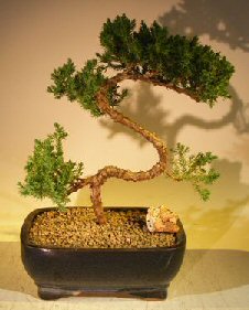 unknown Juniper Bonsai Tree - Trained<br><i>(juniper procumbens 'nana')</i>