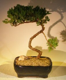 unknown Juniper Bonsai Tree - Trained <br><i></i>(juniper procumbens nana)
