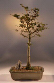 unknown Copper Beech Bonsai Tree<br><i>(fagus sylvatica 'purpurea')</i>