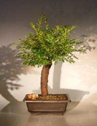 unknown Dwarf Chinese Elm Bonsai Tree<br><i>(ulmus parvifolia) 'yatsubusa'</i>