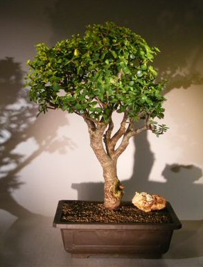 unknown Baby Jade Bonsai Tree<br><i></i>(Portulacaria Afra)