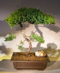 unknown Juniper Bonsai Tree - Trained <br><i></i>(juniper procumbens nana)