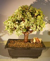 unknown Baby Jade Bonsai Tree - Variegated<br><i> (portulacaria afra variegata)</i>