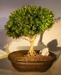 unknown English Boxwood<br>With Exposed Roots<br><i>(buxus semperuirens)</i>