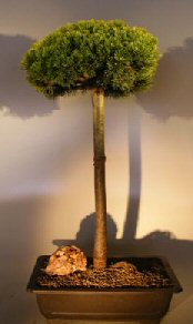 unknown Mugo Pine Bonsai Tree<br>Upright Broom Style<br><i>(pinus mugp 'valley cushion')</i>