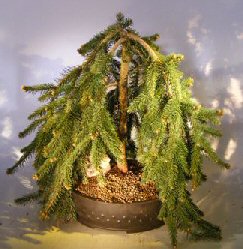 unknown Dwarf Weeping Norway Spruce Bonsai Tree<br><i>(picea abies 'glauca pendula')</i>