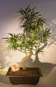 unknown Flowering Podocarpus Bonsai Tree<br>Curved Trunk Style<br><i>(podocarpus macrophyllus)</i>