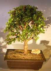 unknown Baby Jade Bonsai Tree<br><i>(Portulacaria Afra)</i>
